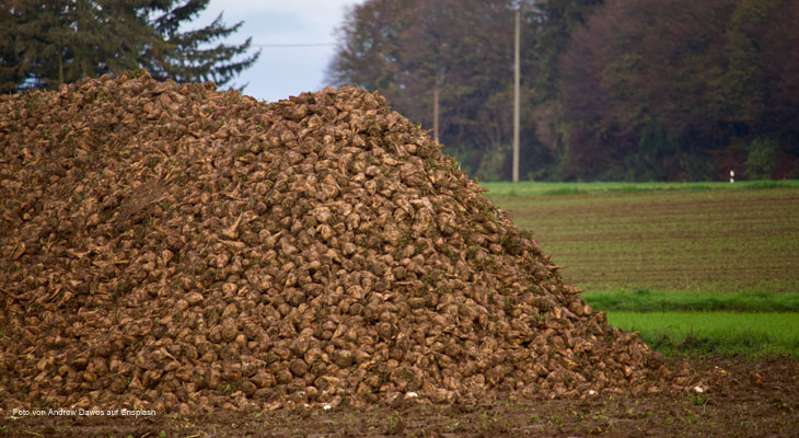 25 bis 35 Tonnen Zuckerrüben gestohlen
